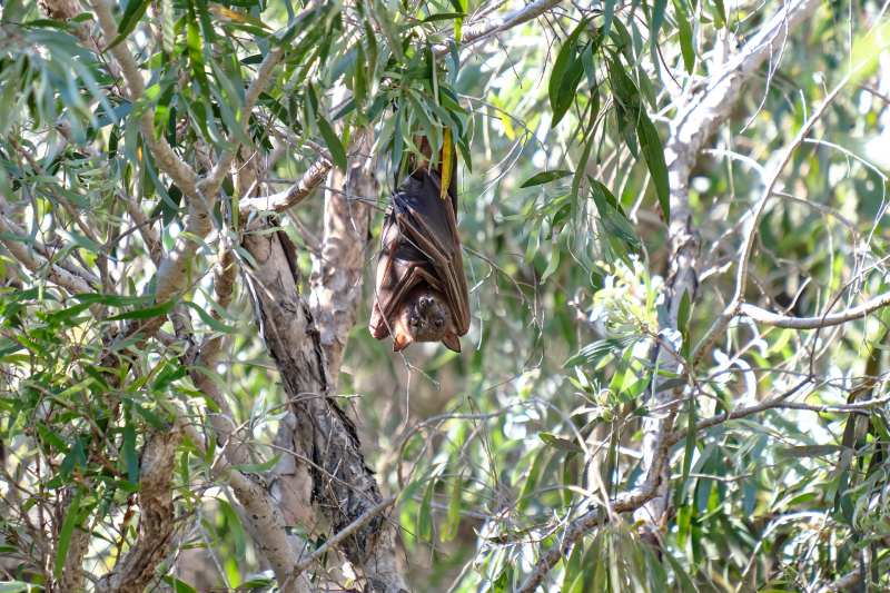 Flying Fox