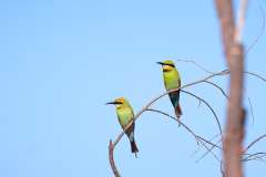 Rainbow Bee Eaters