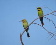 Rainbow Bee Eaters