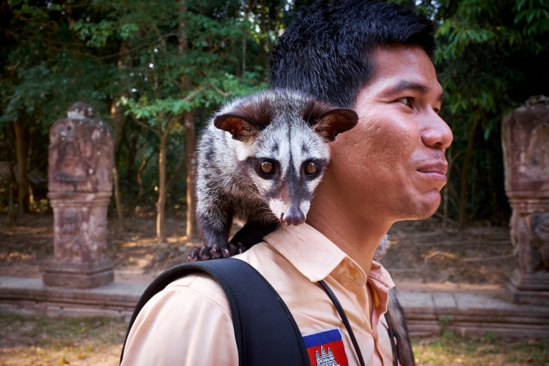 Palm Civet