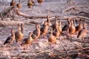 Plumed Whistling Ducks