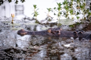 Saltwater Crocodile