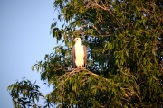 Sea Eagle