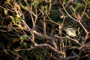 Sacred Kingfisher