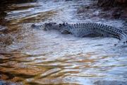 Saltwater Crocodile