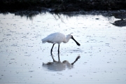 Royal Spoonbill