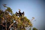 Great Cormorant