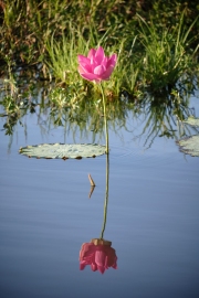 Water Lilly