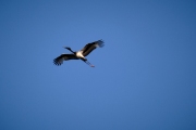 Magpie Goose