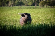 Water Buffalo