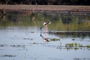 Jabiru