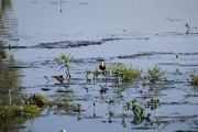 Comb Crested Jacana