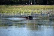 Water Buffalo