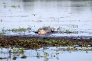 Smiling Crocodile