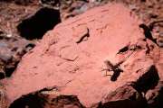 Karijini Lizard