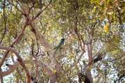 Port Lincoln Ringneck