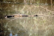 Freshwater Crocodile