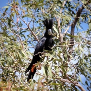 Black Cockatoo