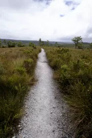 Tarkine Track