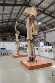 Australotitan cooperensis