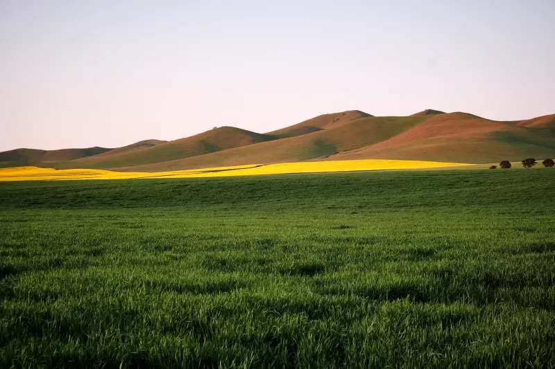 Burra Canola