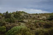 Hartz Mountains Cycads