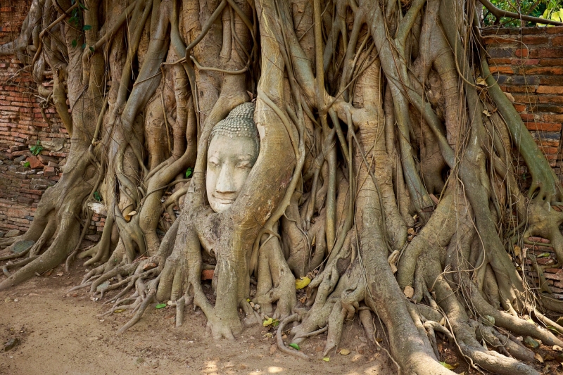 Buddha in a tree