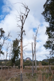 Warrumbungles