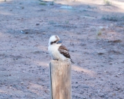 Kookaburra