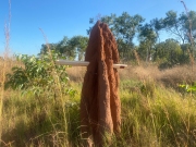 Termite Mound