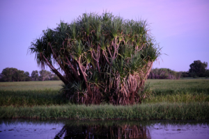 Darwin, Tiwi Islands and Kakadu